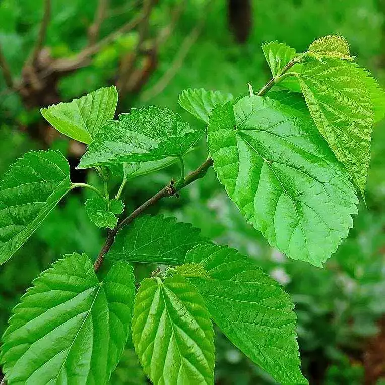 每周药膳汤菜谱(7日不同款) 食疗养生 第7张 每周药膳汤菜谱(7日不同款) 食疗养生 第7张