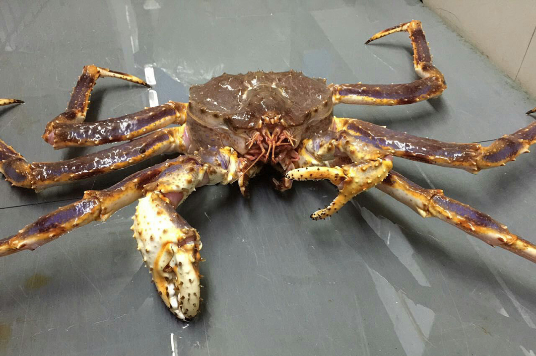 How terrible would a king crab invade the world?Can you "save the world