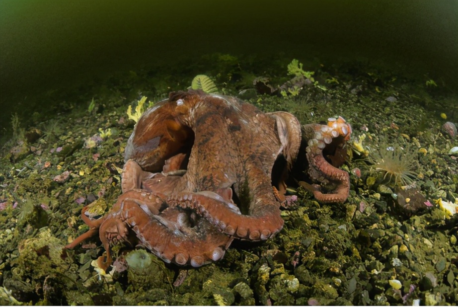 30多位科学家联合发文，表示章鱼是外星生物，他们为什么敢肯定
