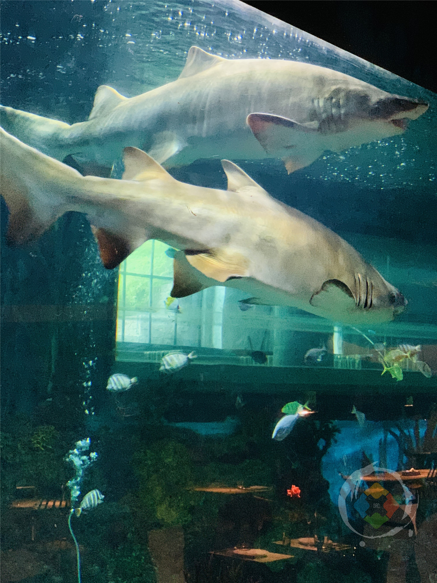 重庆江边最浪漫的餐厅，仿佛置身海底世界，超大型鲨鱼近在眼前