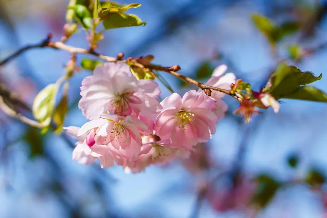 如何贴切形容春天？快来熟读这56首诗词！
