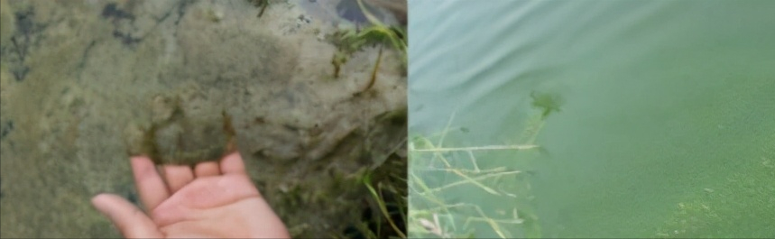 鱼塘风尾泡沫：看出水体肥瘦，水色走向，还可看出水里鱼虾状况