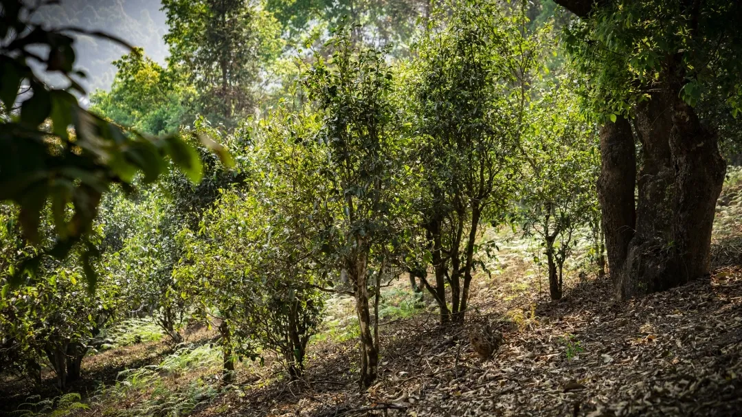 重要通知:堪稱瑰麗精紅的首款莊園級古樹紅茶火熱搶購啦