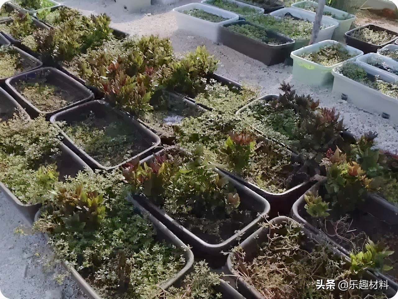 150�������ȴ�ֲ��������ɳ�����󵺼���ת�����������Ȼ��