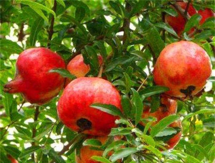 秦始皇陵为啥还不能挖？专家：看看旁边的石榴树，就全明白了