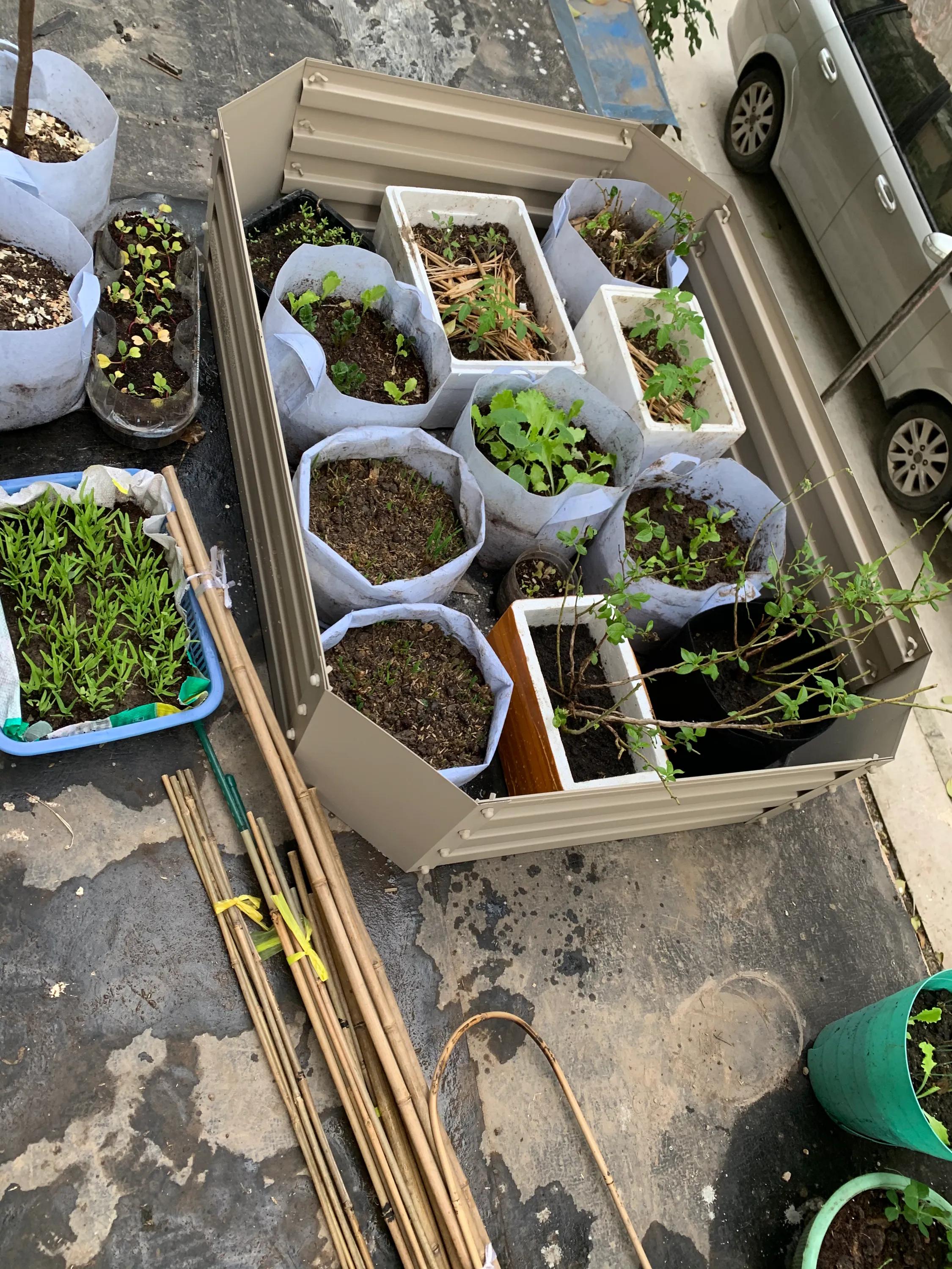 Buns Construction The small vegetable garden of Custard Buns is under construction... - iNEWS