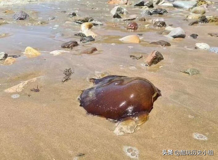 Mysterious And Unknown Creatures, Like Aliens, Appeared On The Beaches ...