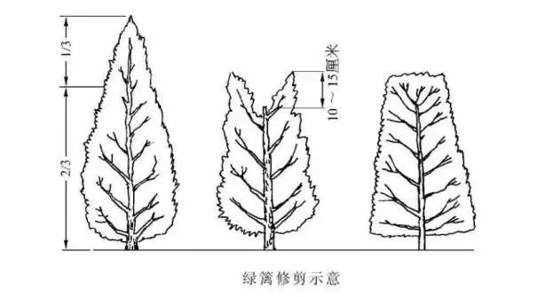 园林景观-乔木、灌木、藤本植物养护技术规范