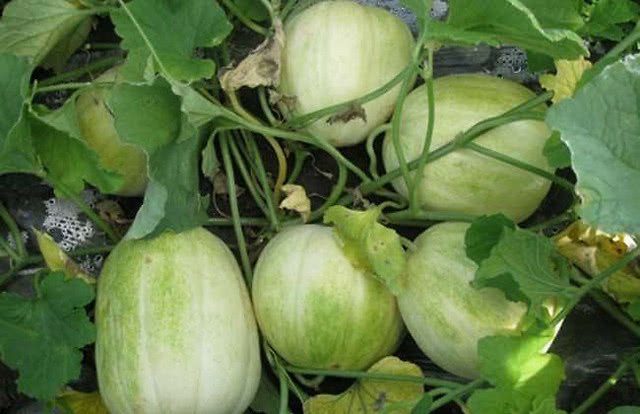 甜瓜重茬根腐用什么灌根好？枯萎黄萎喷什么药