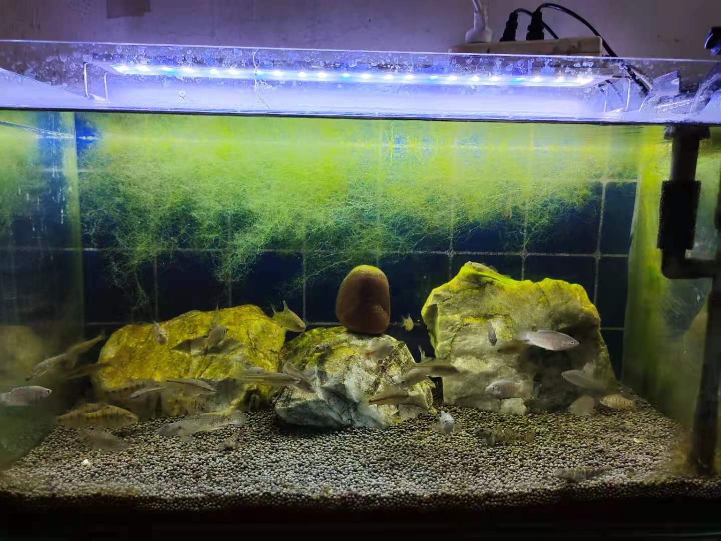 中國鬥魚能不能和其他觀賞魚混養 比如鰟鮍魚 或者小型熱帶魚 養魚老道 Mdeditor