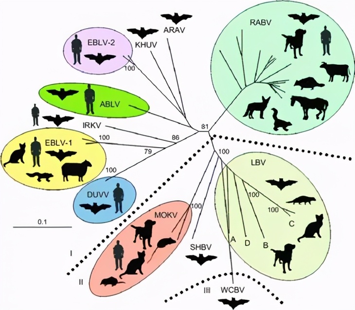 麵對致死率最高的傳染病，這個男孩幸存了下來