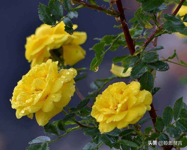 生日祝寿诗词精选四十二首 最美好的祝福，都在诗句里了-第6张图片-非凡网