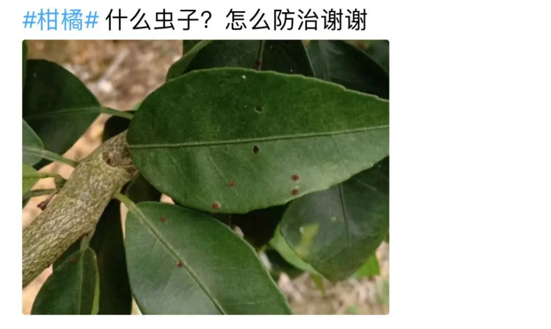 柑橘叶片上附着一些枣红色虫子？如何用药？