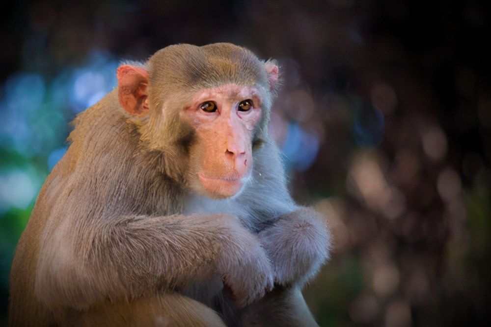 為人類科學實驗做出“貢獻”的9種動物