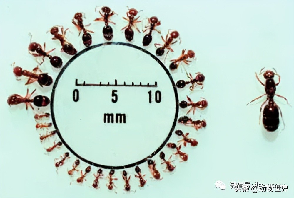 “無敵的”入侵紅火蟻