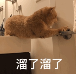 养宠家庭的“装修秘笈”┃ 东方一木科普