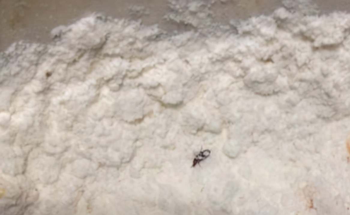 圖片[3]-保存面粉的方法做法步驟圖 面粉總是長蟲子、發霉？學會2個保-起舞食譜網