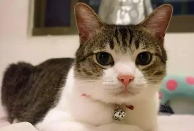 那些提议我养u201c公猫u201d的人,可把我害惨了- 资讯咖