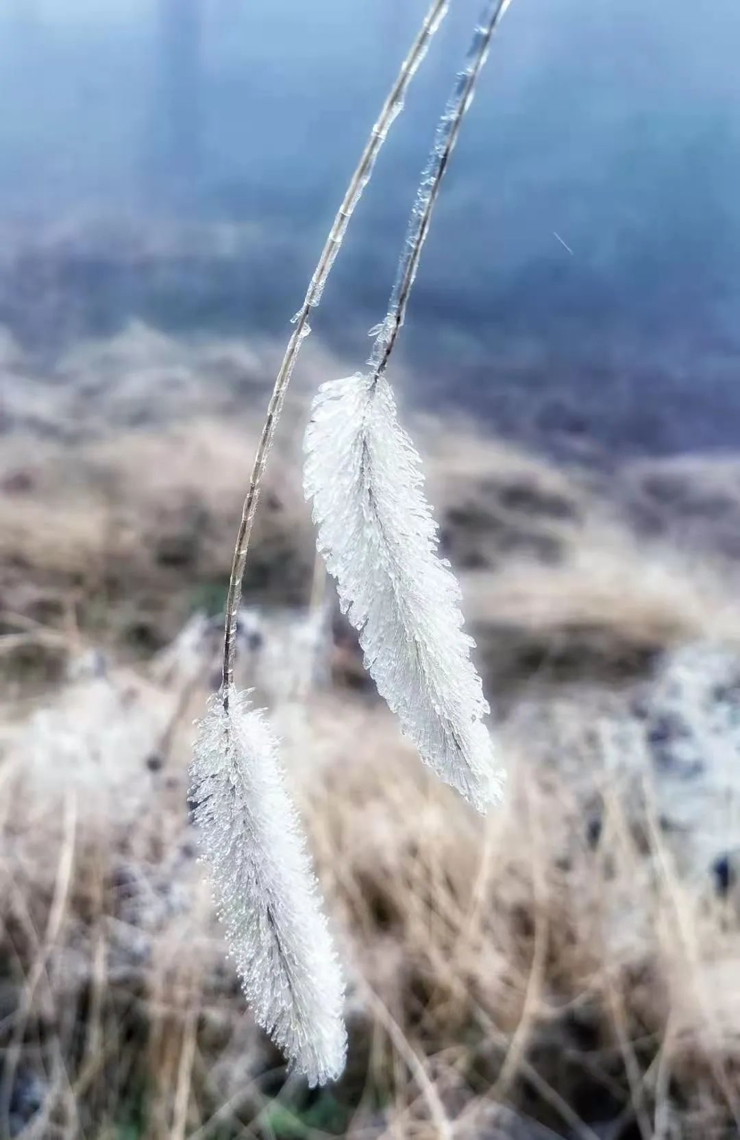 鸡公山｜恰逢牛年初雪，樱雪冰花奇观助阵鸡公山浪漫樱花旅游节