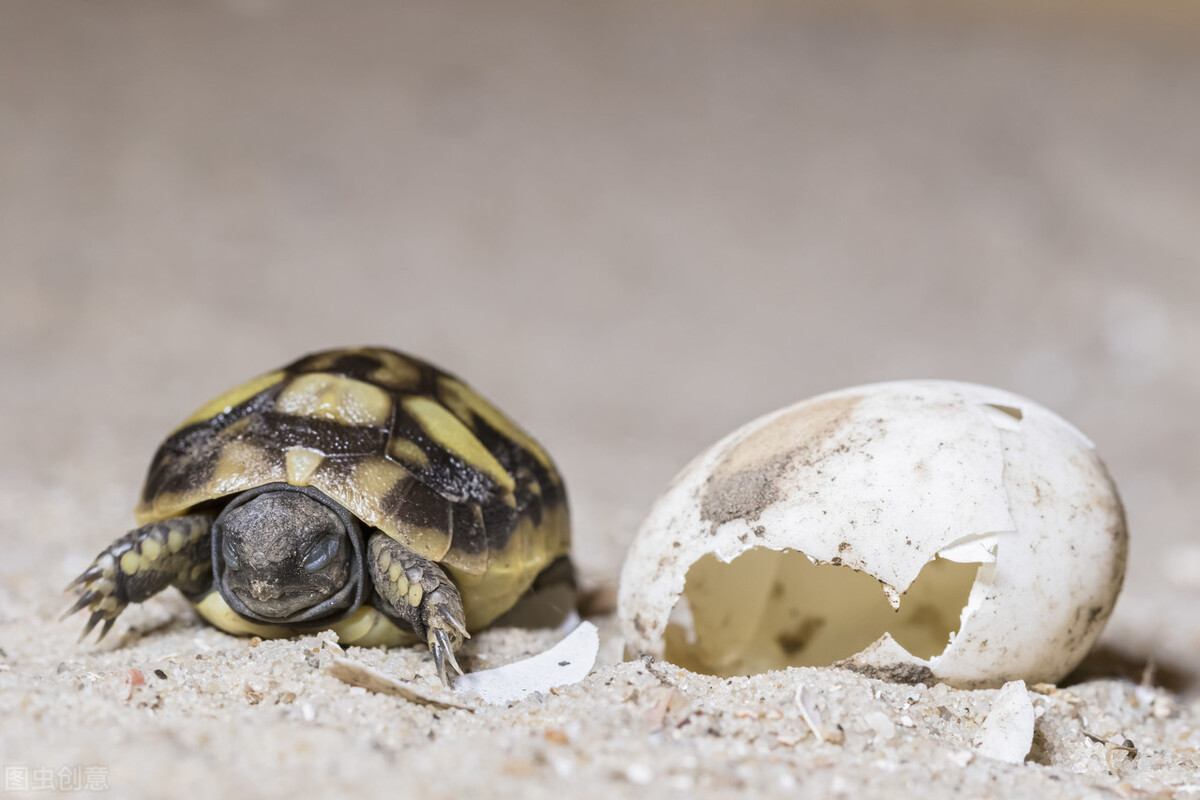 Wild tortoises do not hatch eggs and need to be hatched artificially ...