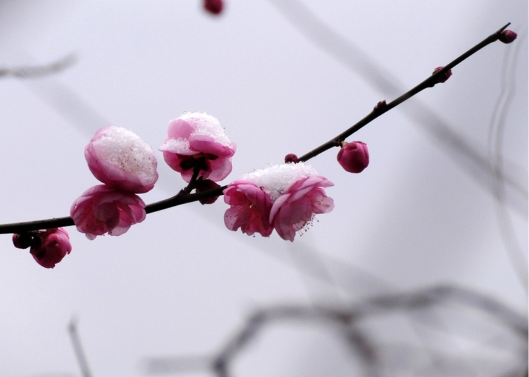 管恩锋 | 诗侣相邀春浩荡 登高博望又新潮（诗词十九首）-第4张图片-非凡网