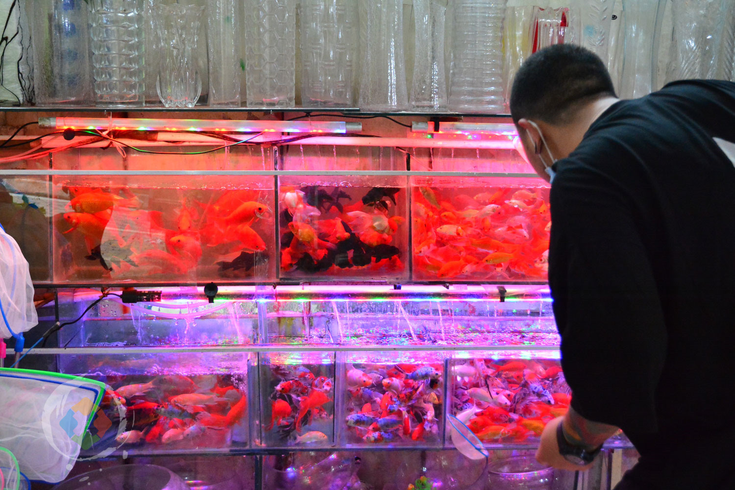 重庆杨家坪花鸟城避坑指南：鲜切花绝不能买，小型动植物品相最好