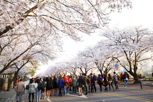 韩国春季赏花胜地,好多人旅行都会去的地方