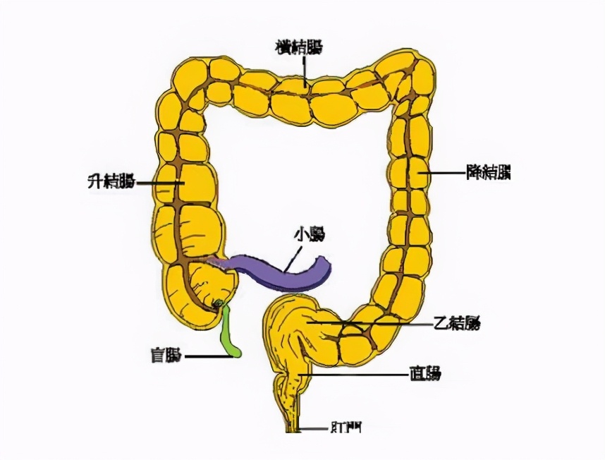 结肠炎丸是什么病(结肠炎丸的功能主治及成分)