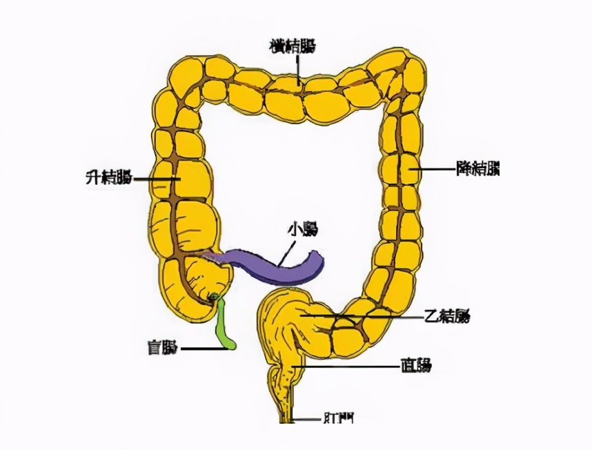 结肠炎指的是非特异性炎症病变，会因为自身免疫反应出现各种症状