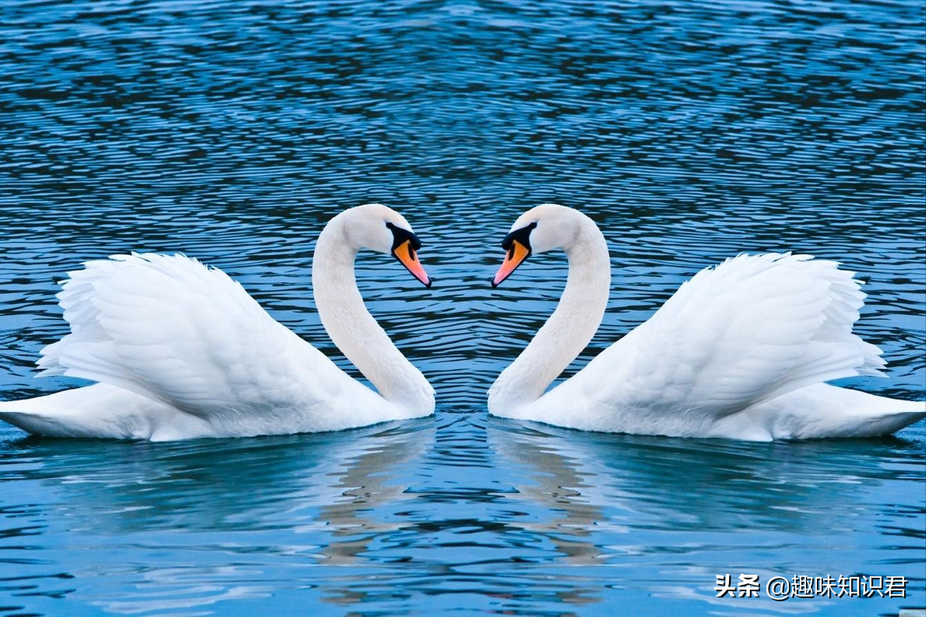 生活中有趣的冷星空体育官网入口网站，跟著我一起漲星空体育官网入口网站吧