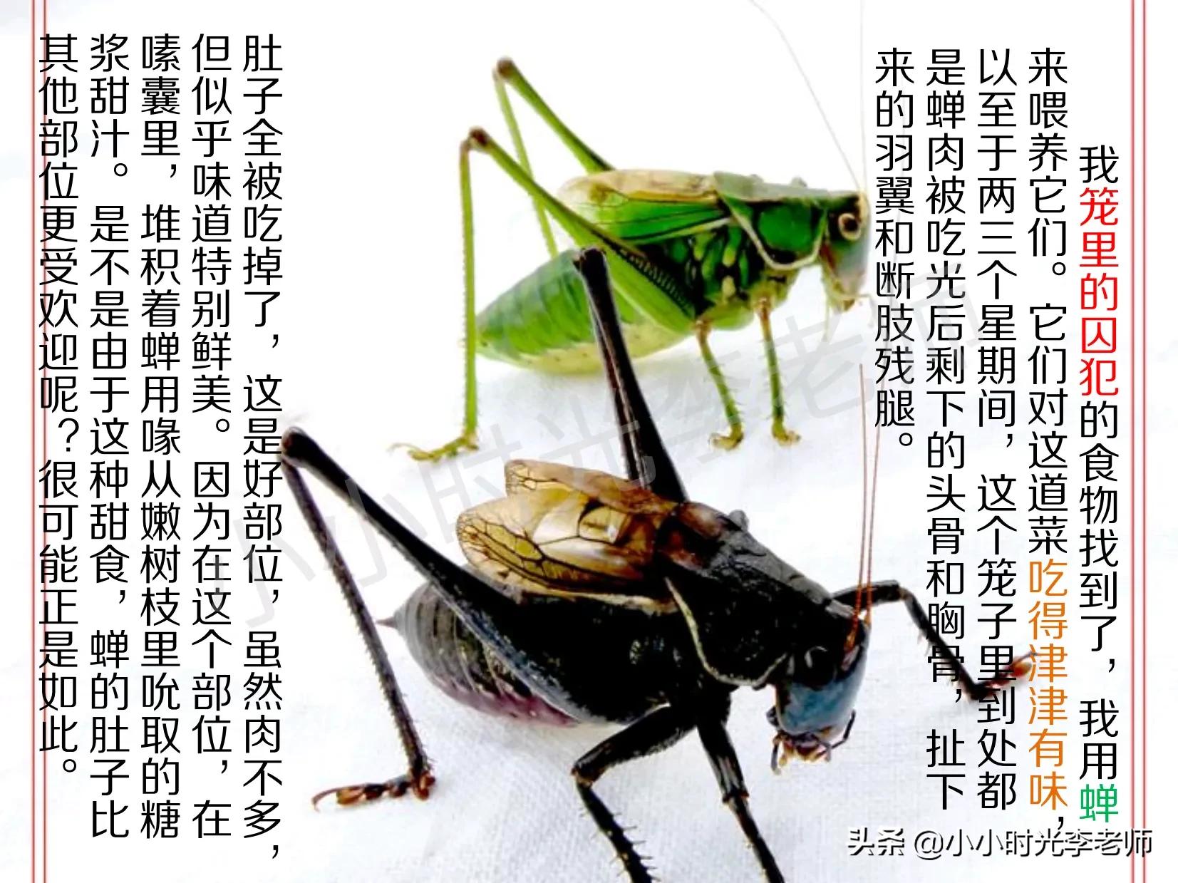 名著积累 昆虫记 是一本讲昆虫生活的书 有100多种 资讯咖