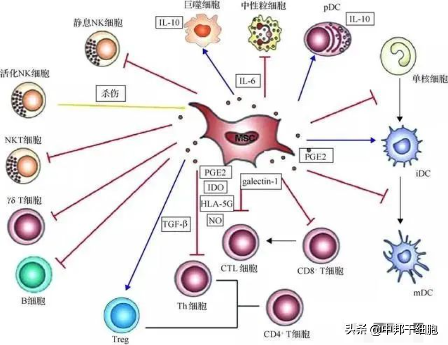 干细胞如何治疗糖尿病