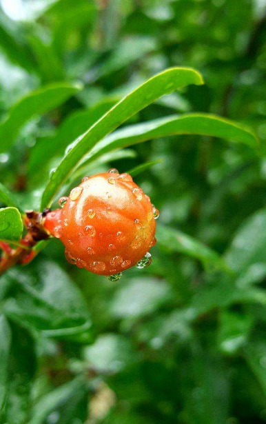 -十三首夏雨诗词，原来夏雨可以这么美，你喜欢哪一首？-第25张图片-非凡网