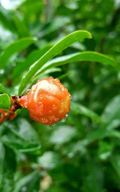 -十三首夏雨诗词，原来夏雨可以这么美，你喜欢哪一首？-第25张图片-诗句网