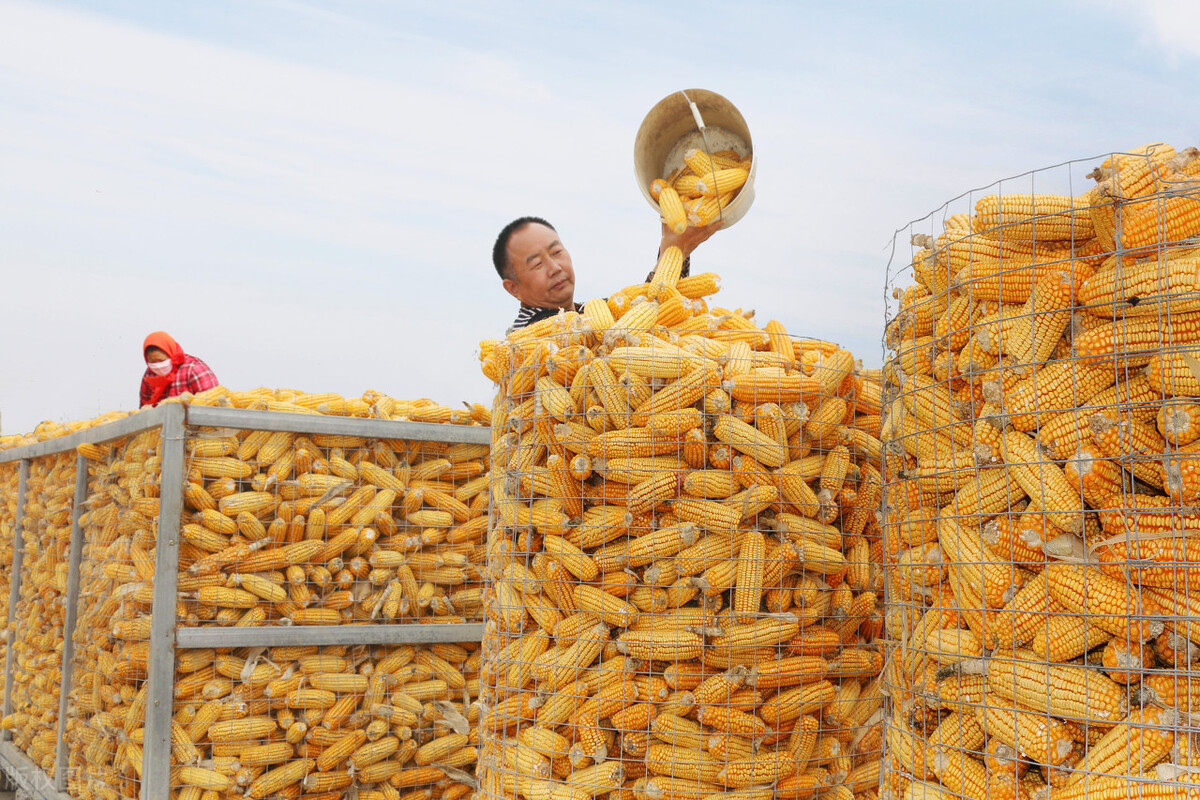 国际玉米价格大涨45%，国内却大跌，咋回事？大豆价格也跟跌