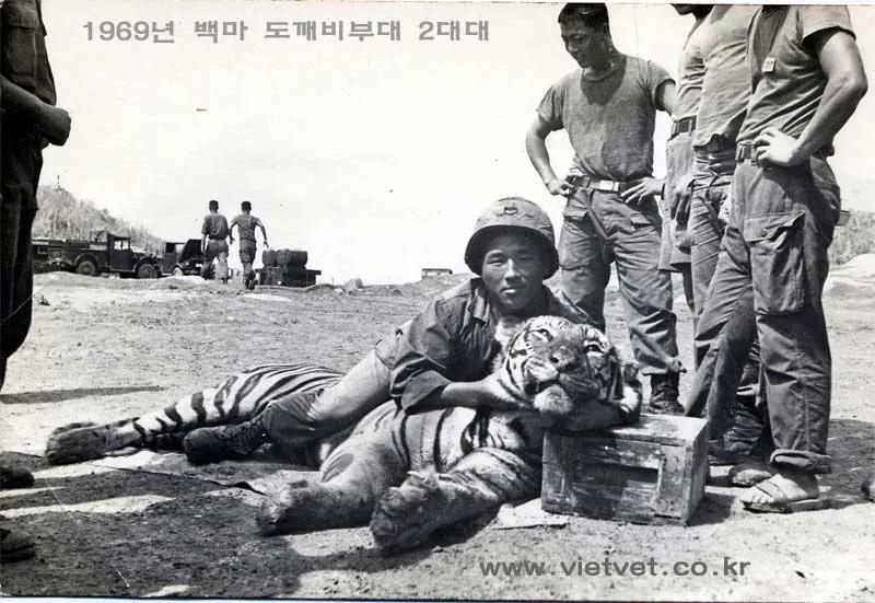 Blue Dragon, Tiger and White Horse: The Fierce Korean Army in the ...