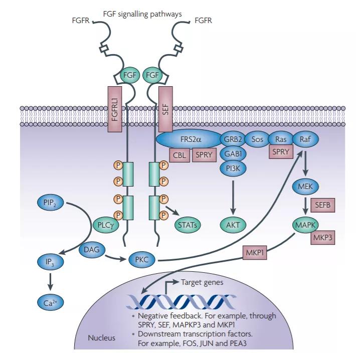 Current hot targets for targeted drug development: FGFR clinical ...