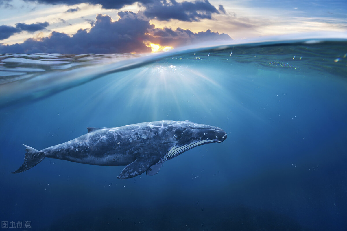 世界上最大的幾種鯨魚，第一肯定是藍鯨了，第二呢？ - 頭條匯