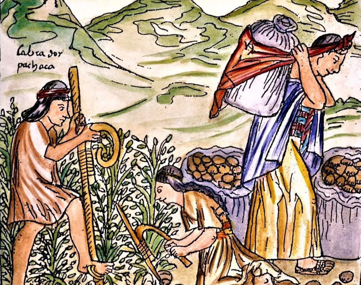 移民欧洲的土豆，遭嫌弃吃了会得麻风病，却给了工业革命临门一脚