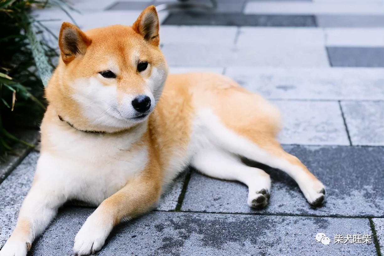 柴犬30斤正常吗 标准的柴犬体重多少是正常的 资讯咖 柴犬30斤正常吗 标准的柴犬体重多少是正常的 资讯咖