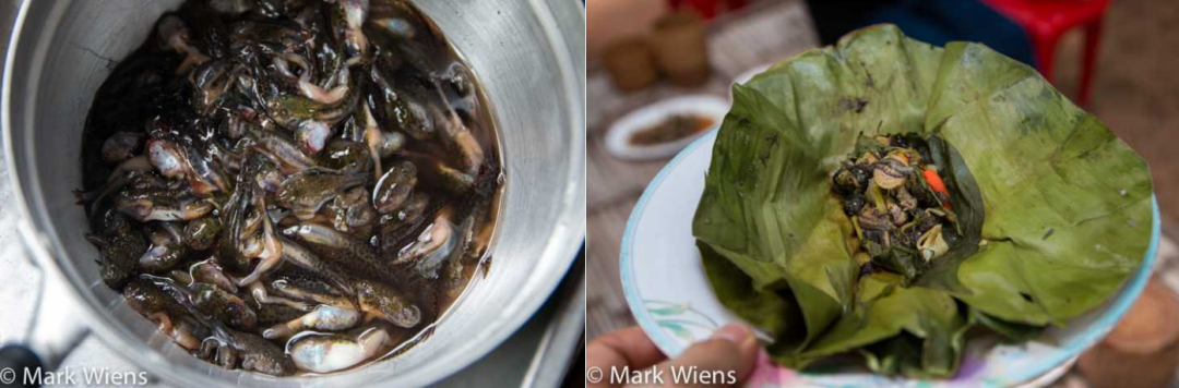 黑暗料理指南：蝌蚪好吃吗？｜奇怪的动物知识