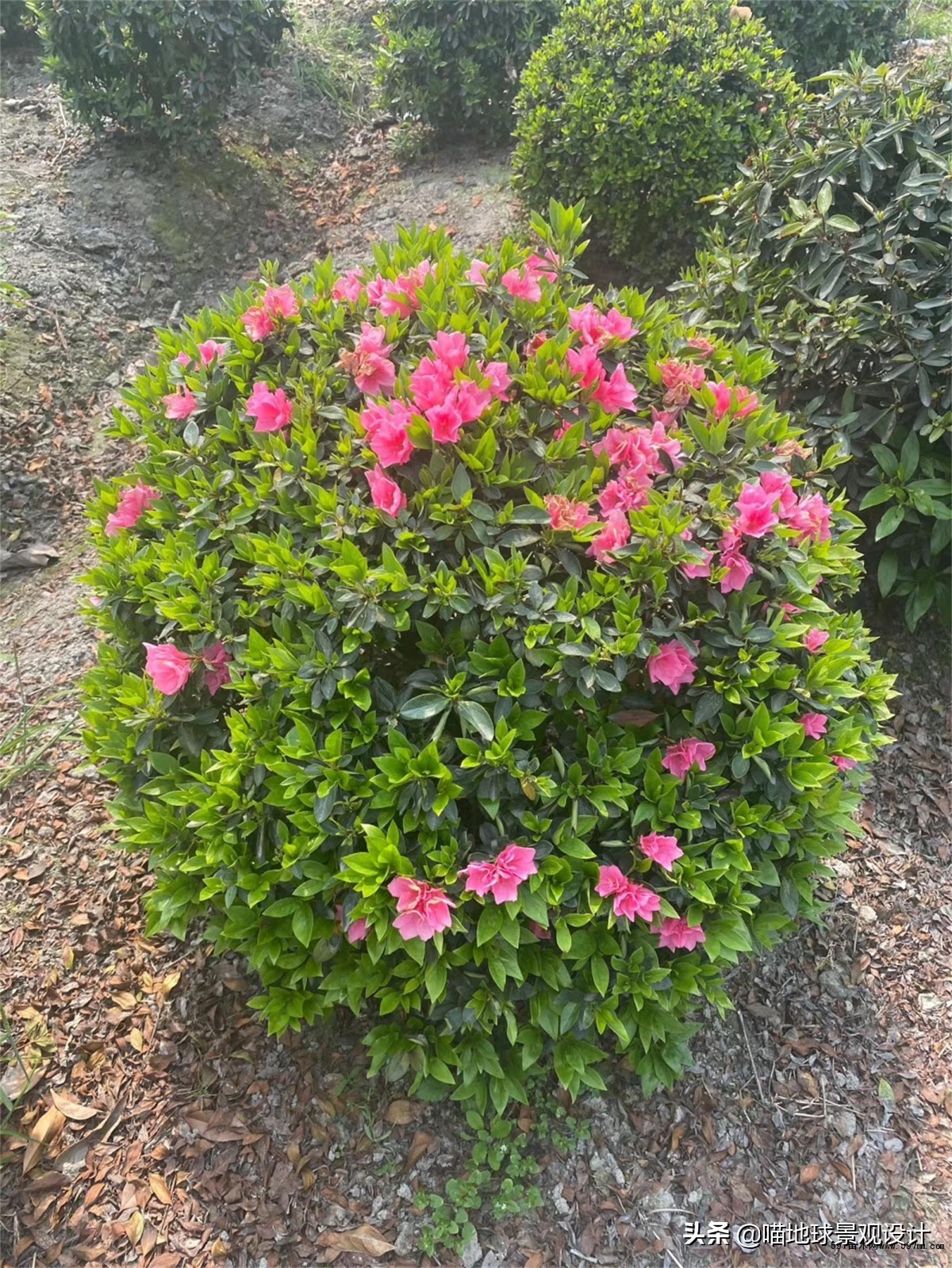 35種常見的球類灌木，園林從業者須知 - 資訊咖