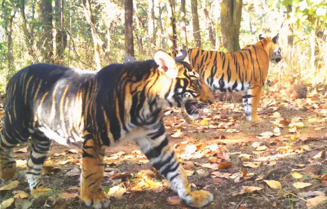 The giant tiger of the Far East weighs thousands of catties, and the king  has ruled the roost for thousands of years. 21 species of tigers on the  earth are counted. - iNEWS