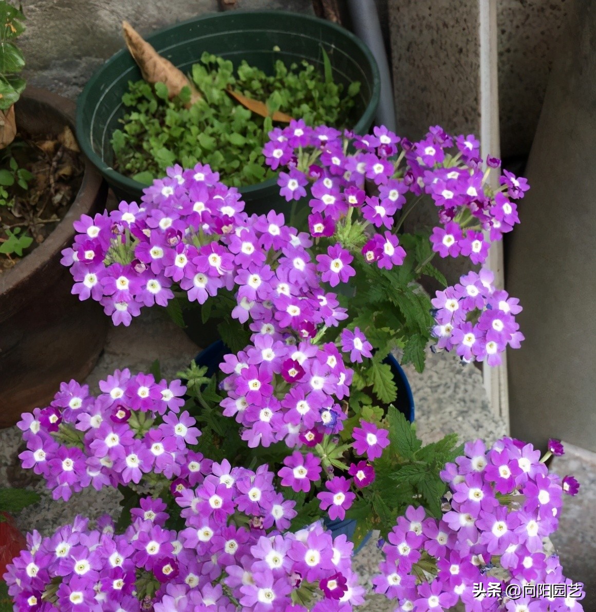 超好养的美女樱 四季花开不停 阳台上养几棵 夏天有花看 资讯咖