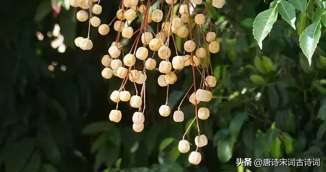 小雨轻风落楝花-第6张图片-诗句网