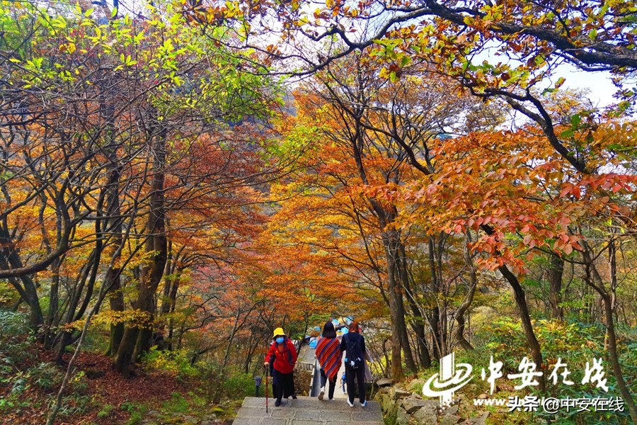 Huangshan Scenic Area enters the best viewing period of autumn