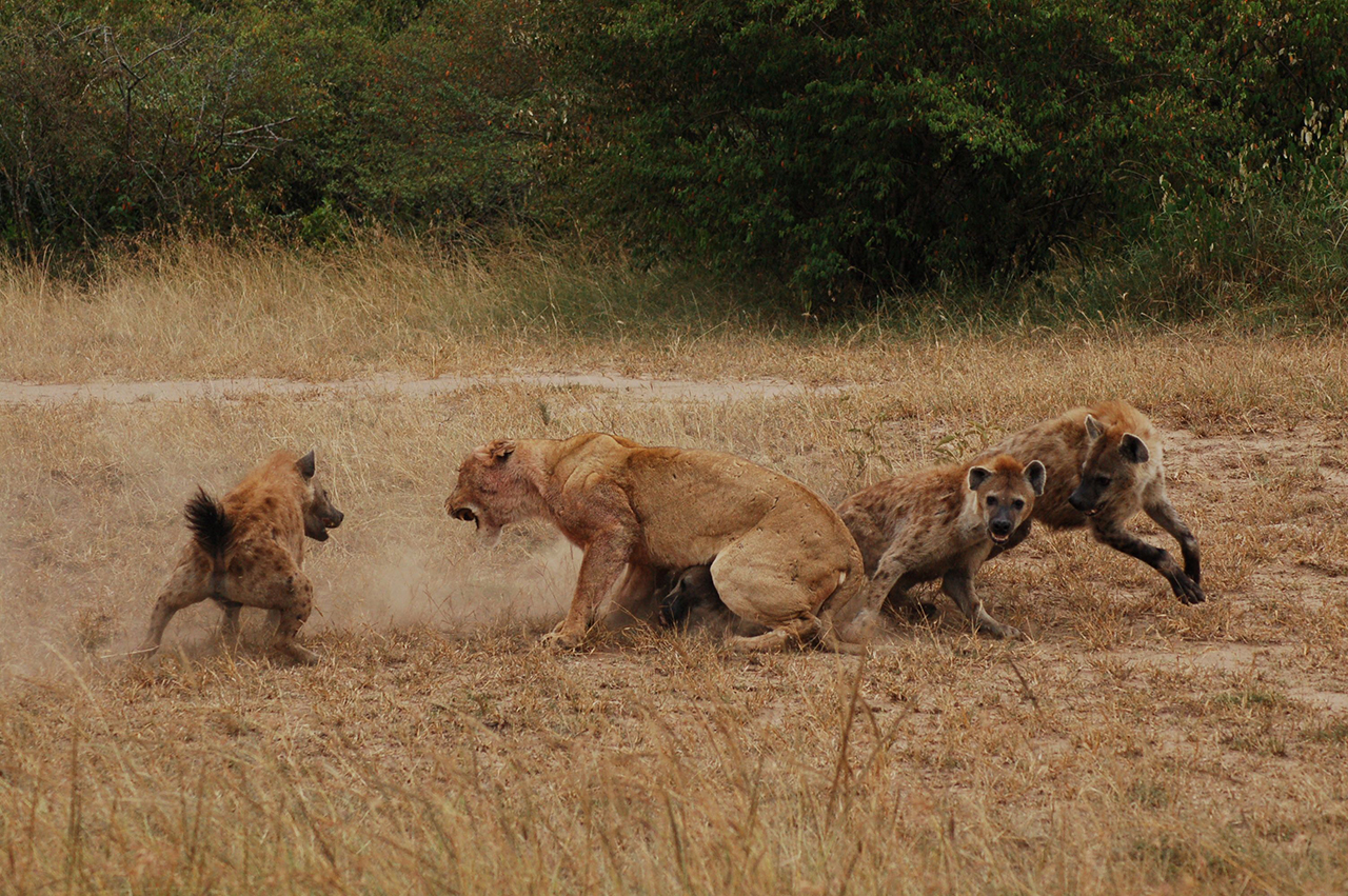 The bite force of the tiger is stronger than that of the lion ...