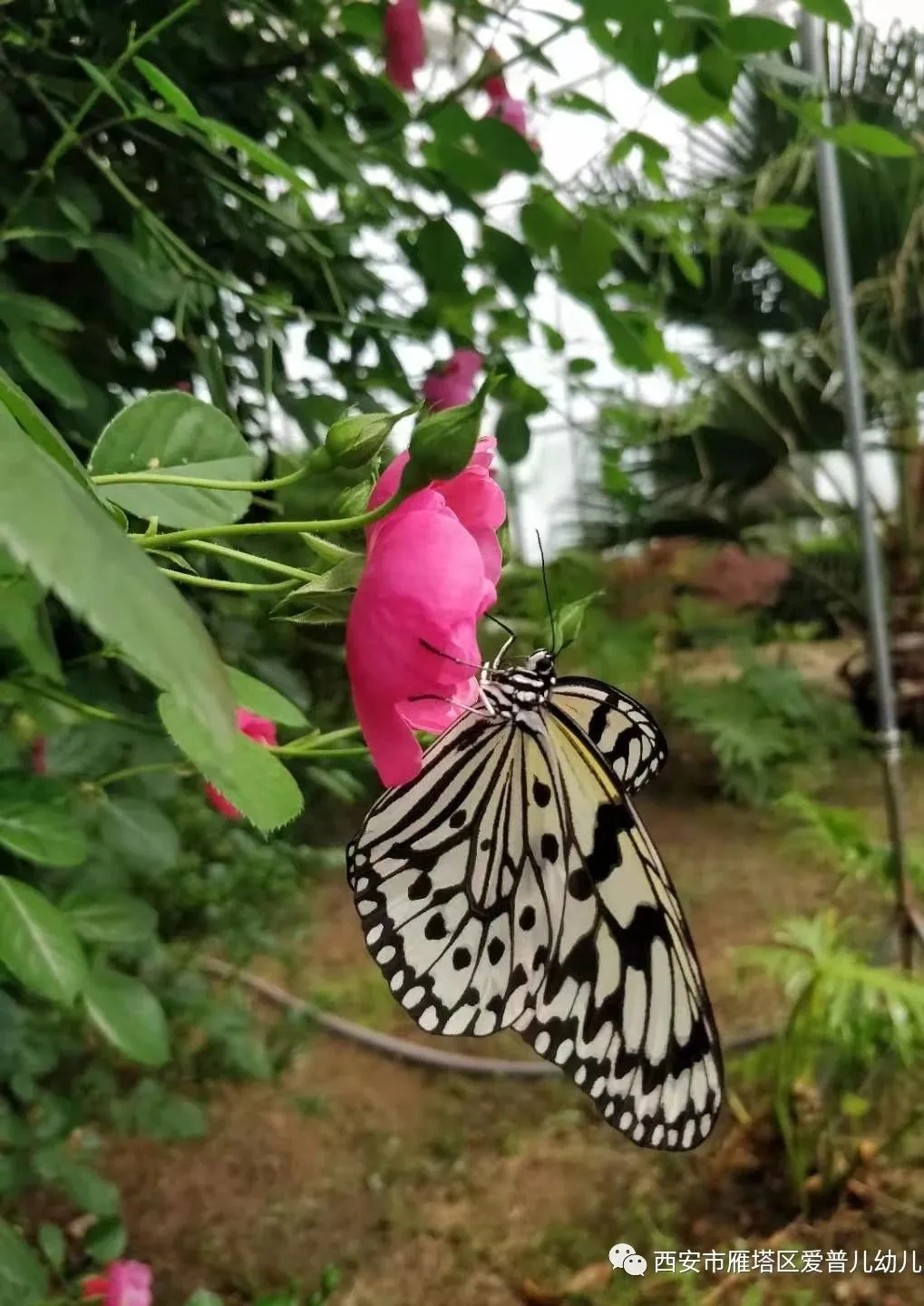 ����عˡ����ն��׶�԰�а�����ѧ��ʵ�߽���δ��