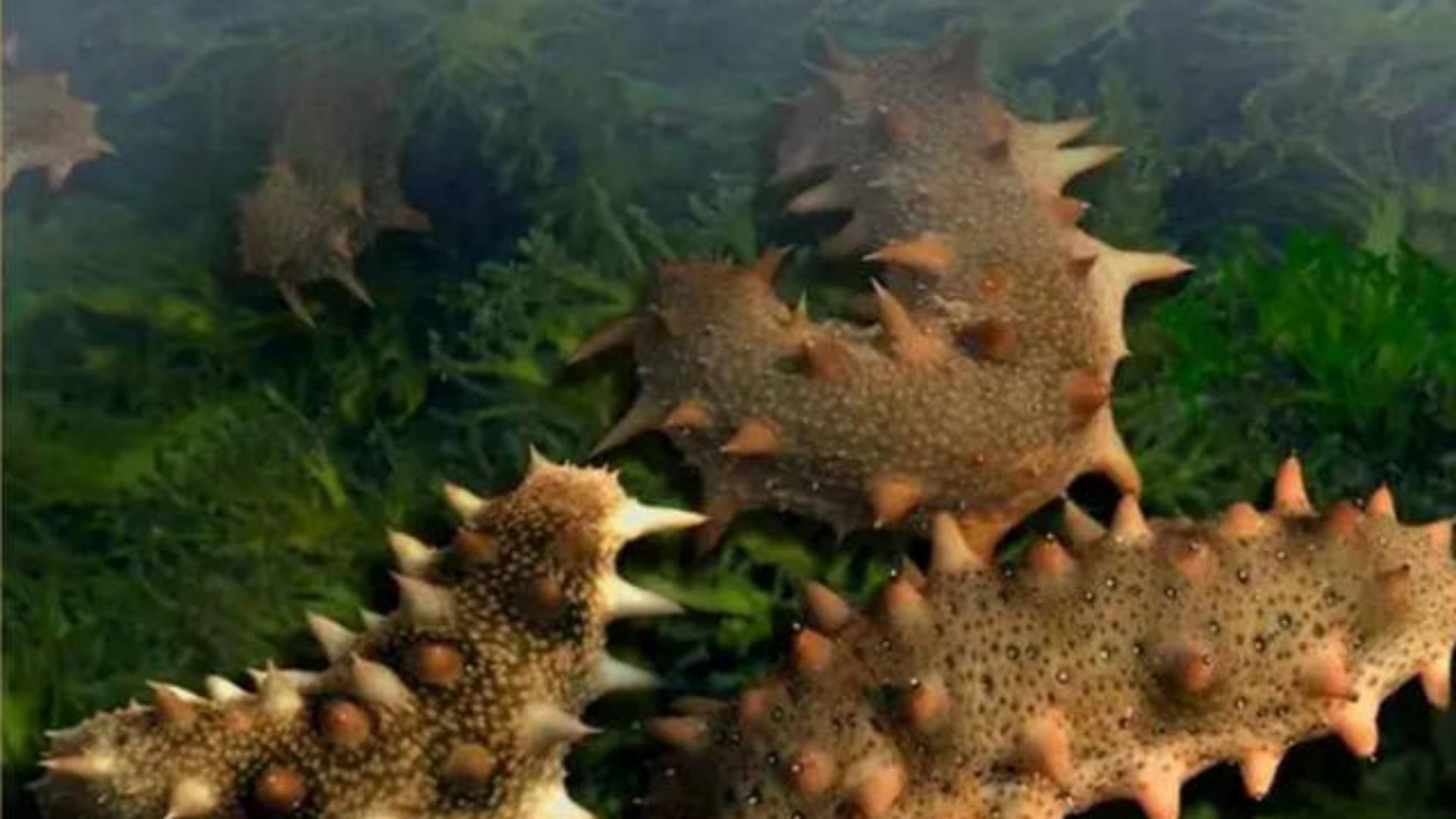 At the bottom of the food chain, how does sea cucumber protect itself