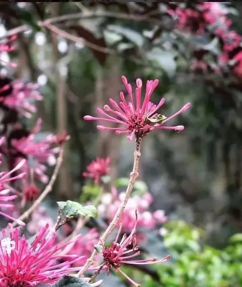 160種· 奇花異草，絕對有你沒見過的！ 「下部分」